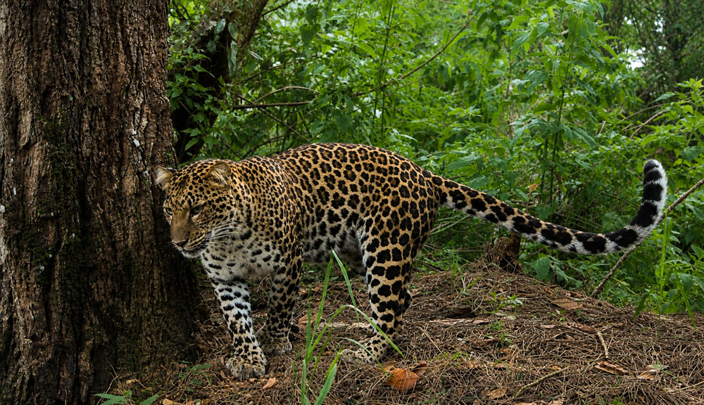 Java-Wide Leopard Survey (JWLS)
