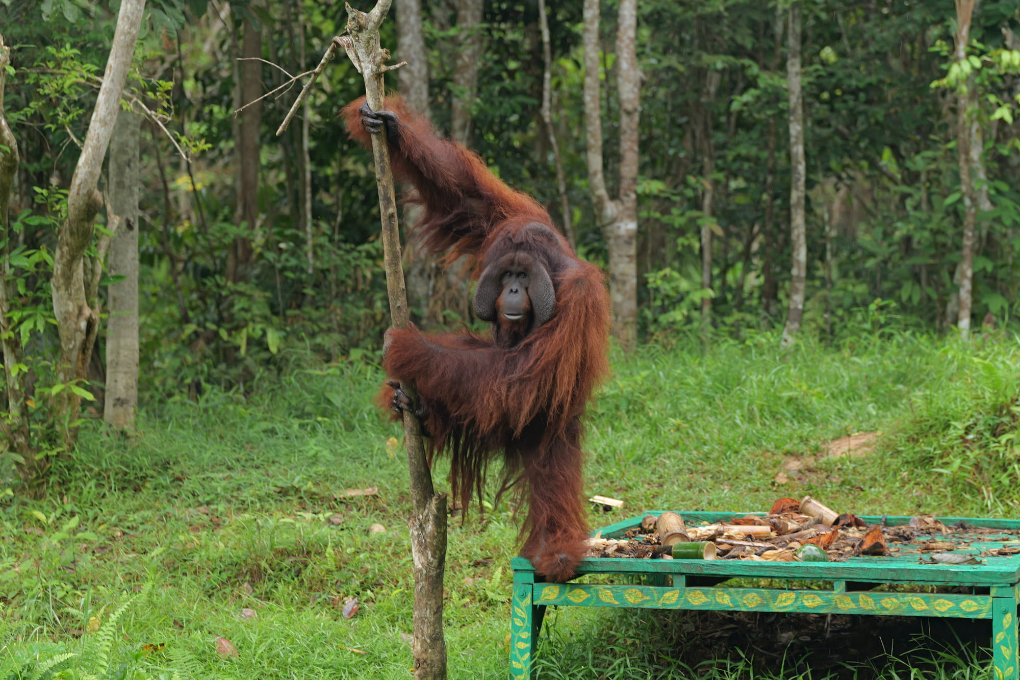 Rehabilitasi dan Reintroduksi Orangutan