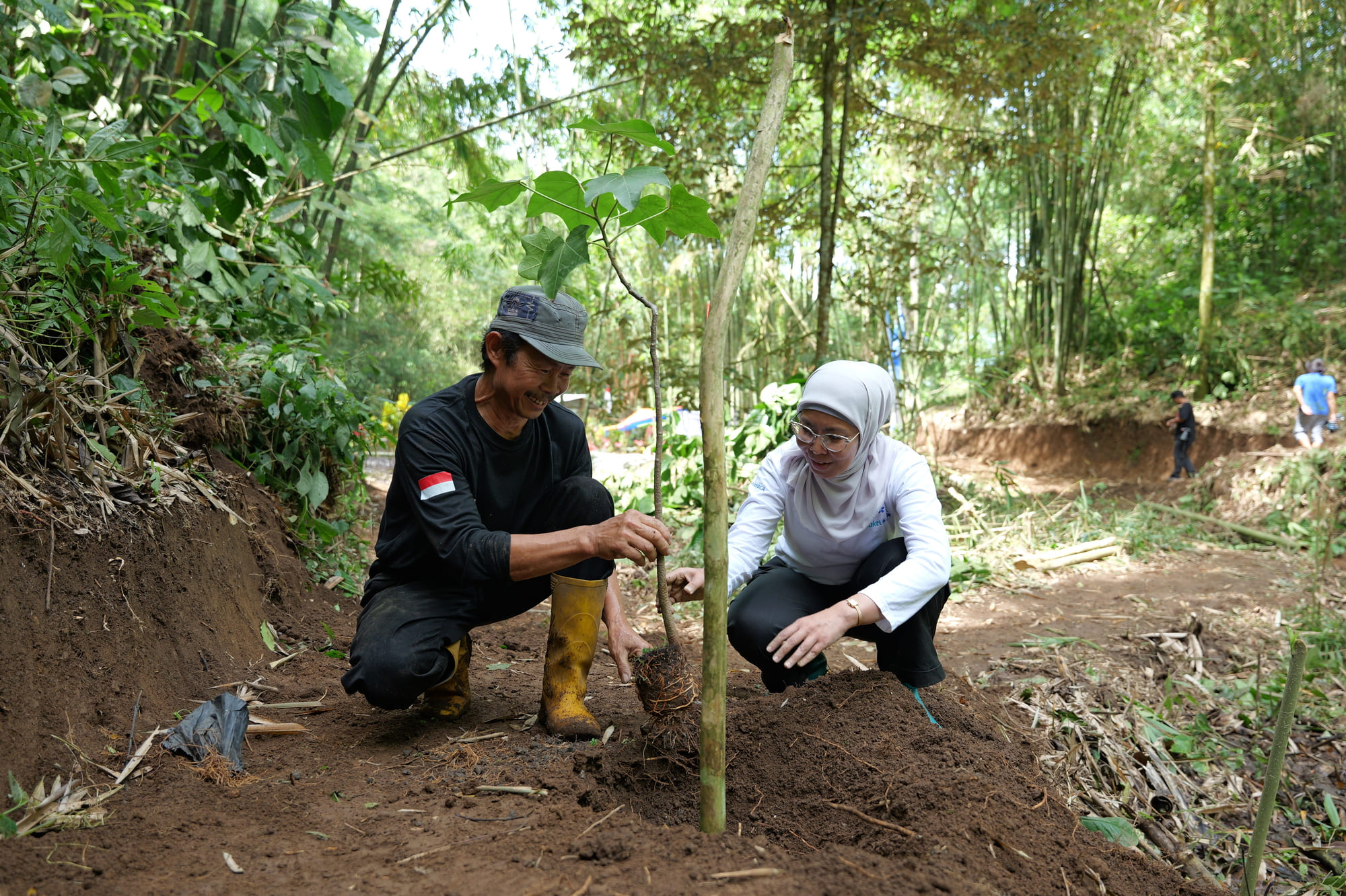 Program Penanaman Pohon