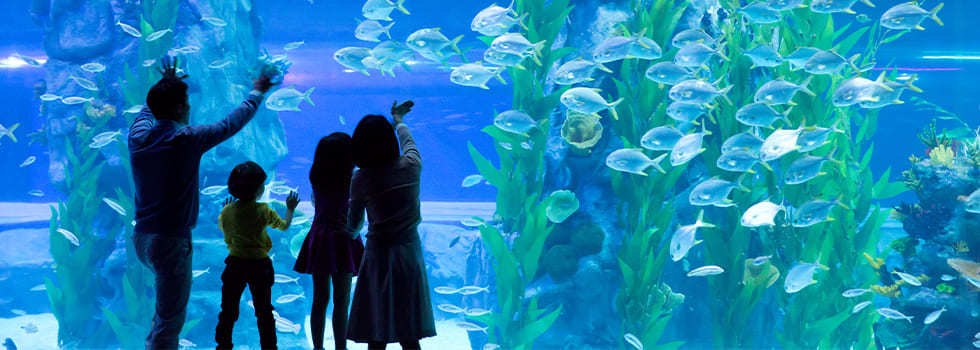 20250528_20250528-lotteworld-banner