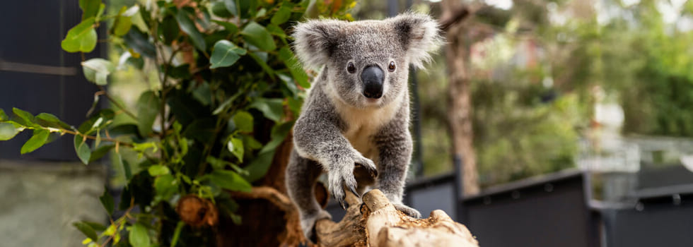 20250528_20250528-taronga-zoo-banner