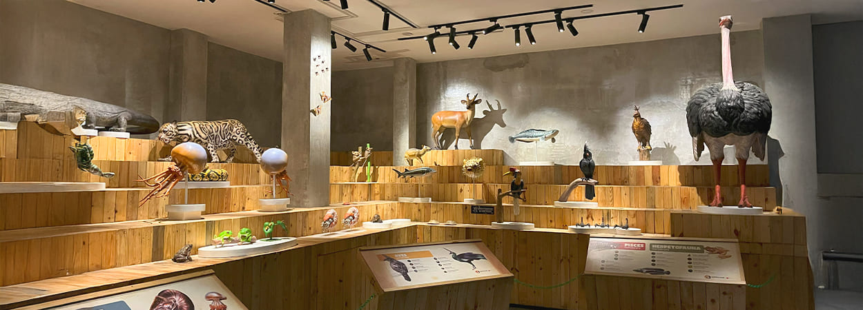 20260513_Animalium-banner