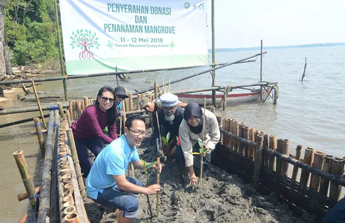 Dukung Pemeliharaan Ekosistem Alam, BCA Tanam Mangrove di Taman Nasional Ujung Kulon
